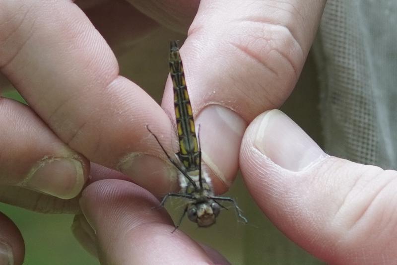 Photo of Common Baskettail