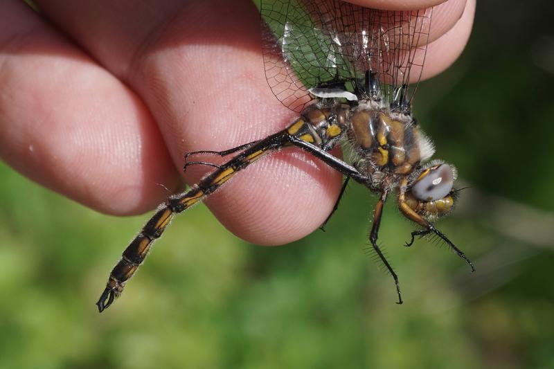 Photo of Beaverpond Baskettail