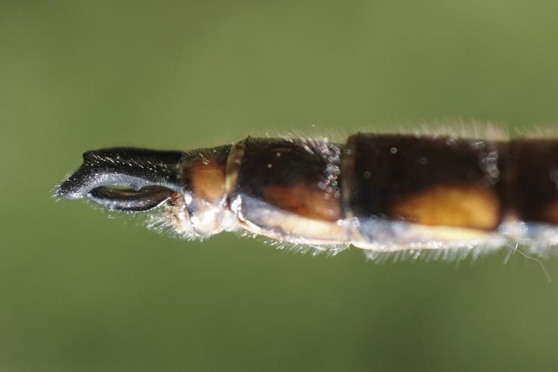 Photo of Beaverpond Baskettail