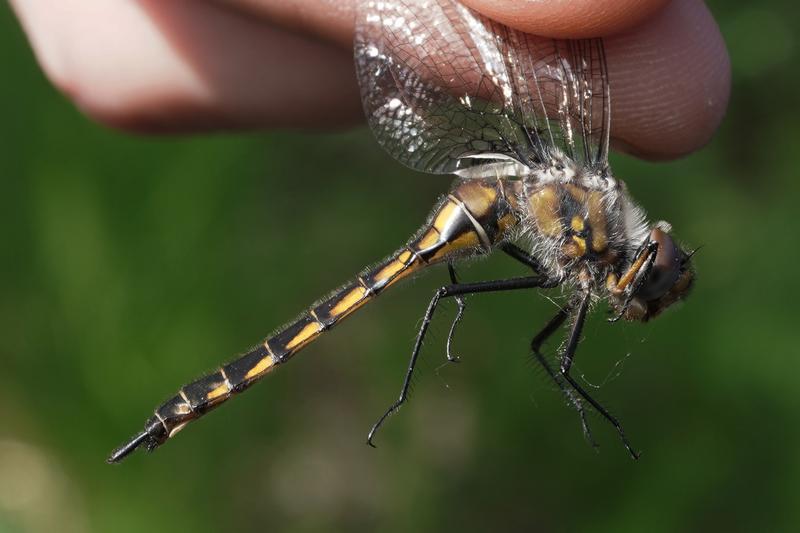 Photo of Spiny Baskettail