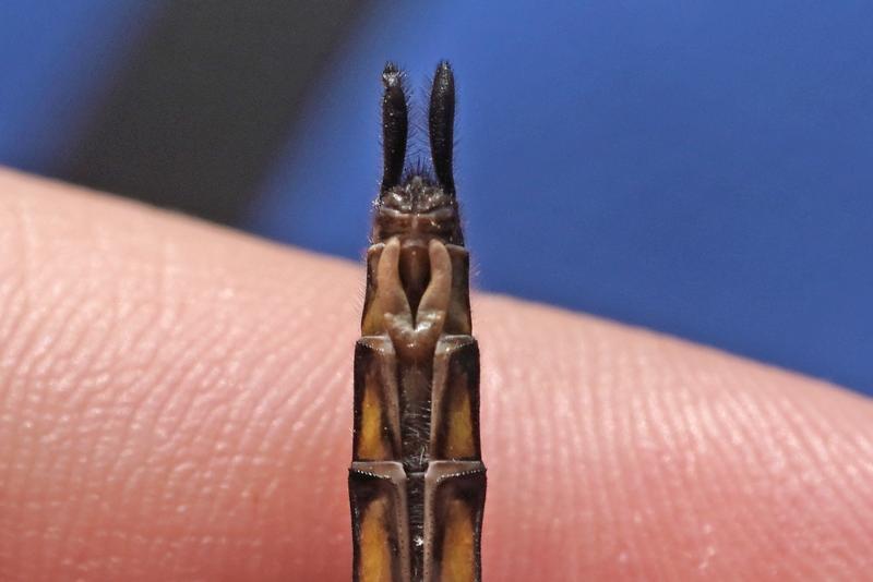 Photo of Spiny Baskettail
