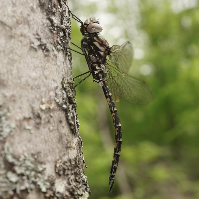 Photo of Harlequin Darner