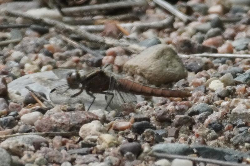 Photo of Chalk-fronted Corporal