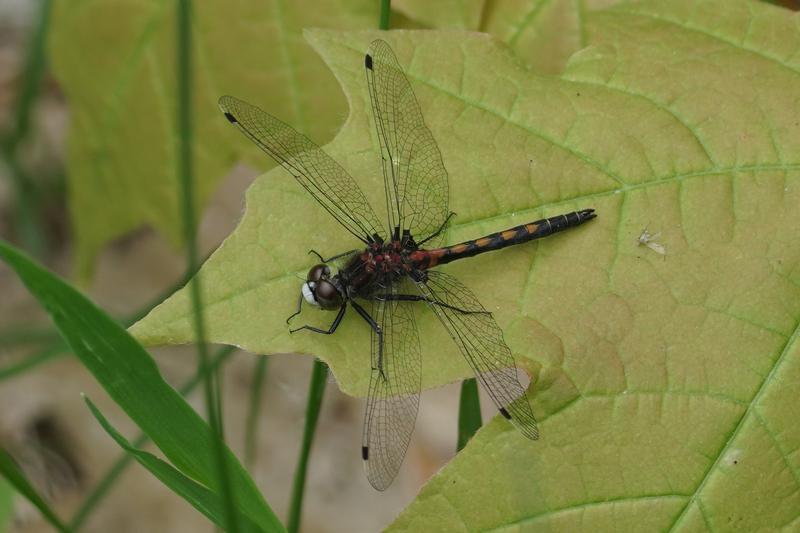 Photo of Hudsonian Whiteface