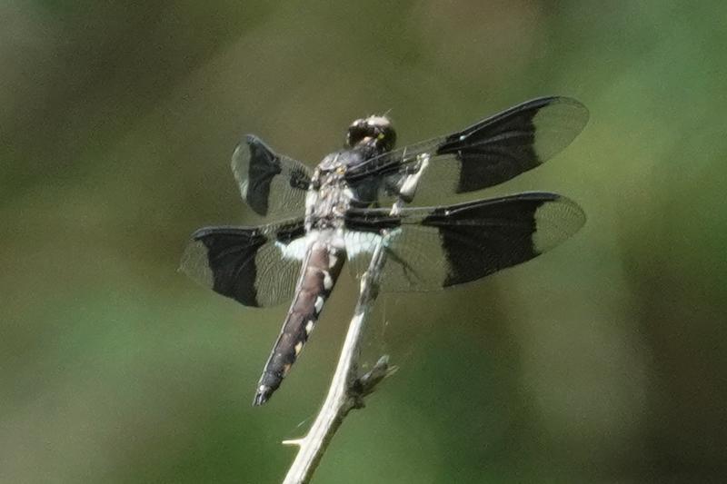 Photo of Common Whitetail