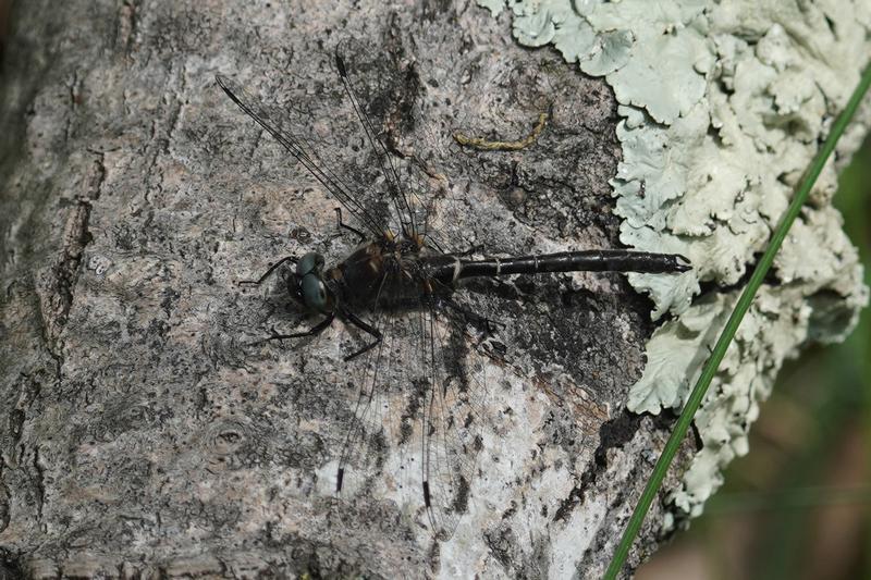 Photo of Ebony Boghaunter