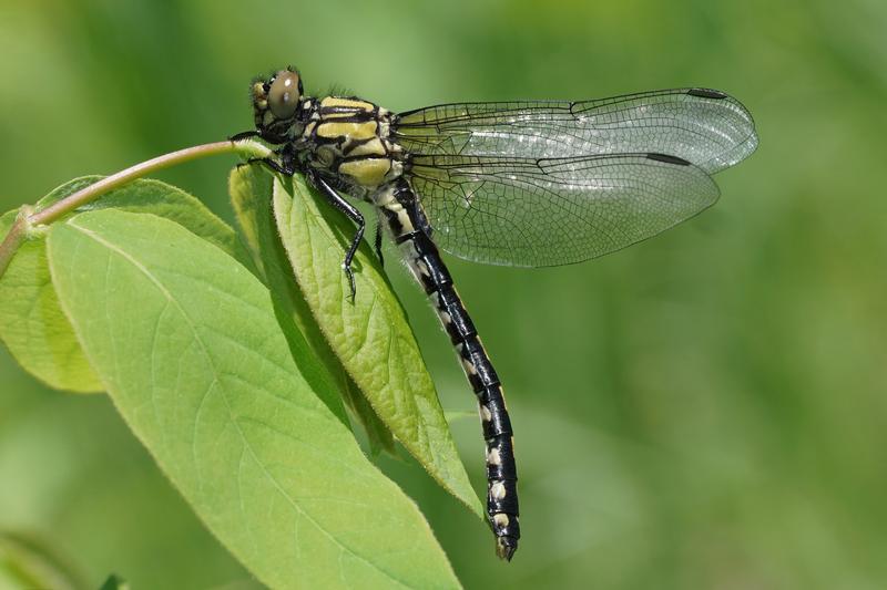 Photo of Extra-striped Snaketail