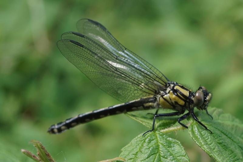 Photo of Extra-striped Snaketail