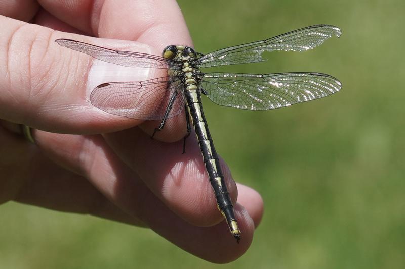 Photo of Lilypad Clubtail