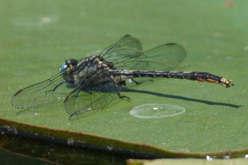 Photo of Lilypad Clubtail