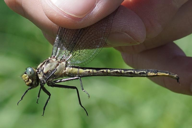 Photo of Lilypad Clubtail
