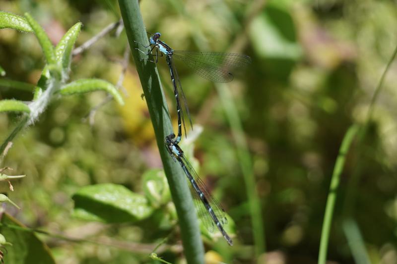 Photo of Aurora Damsel