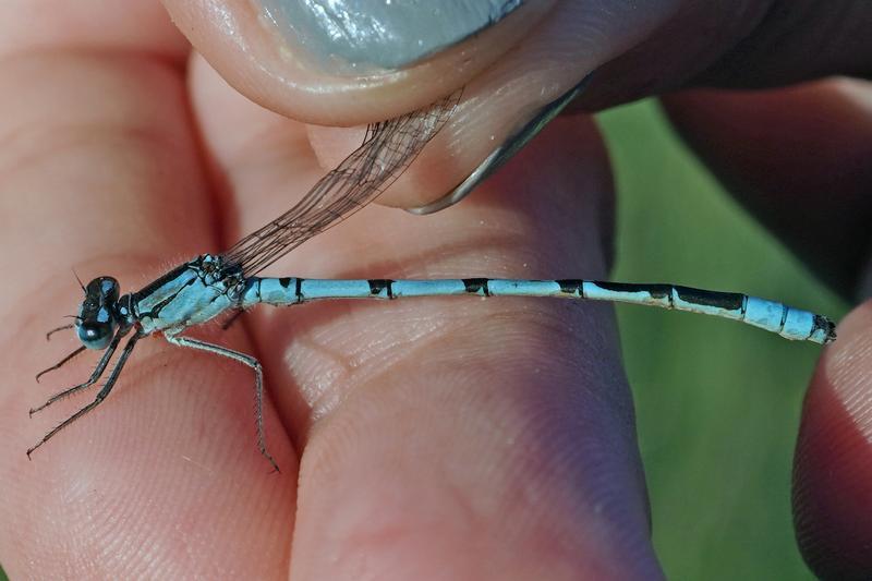 Photo of Boreal Bluet