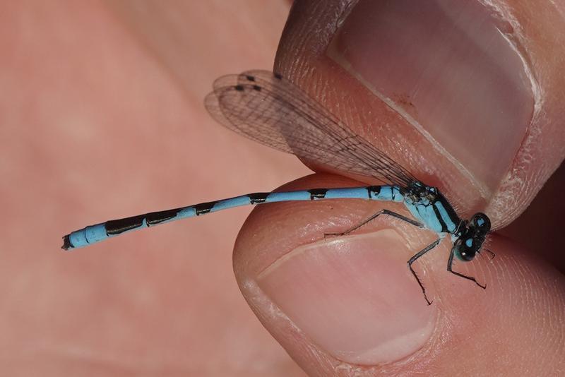 Photo of Marsh Bluet