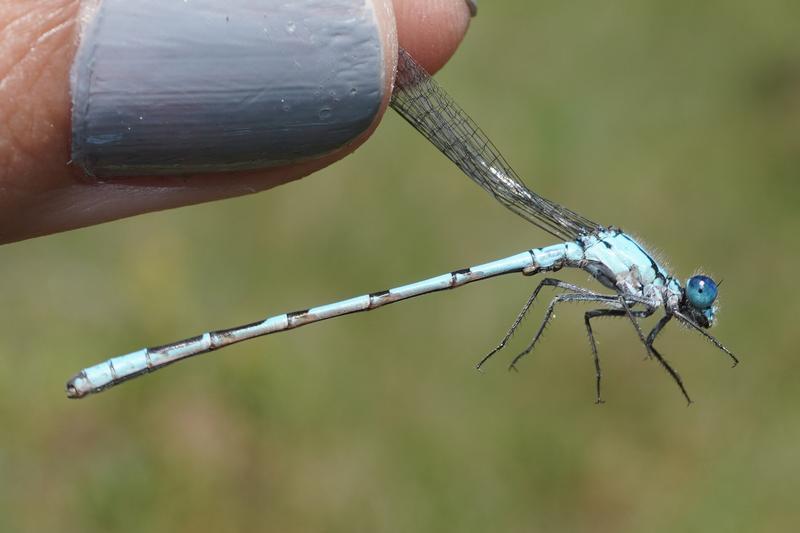 Photo of Boreal Bluet