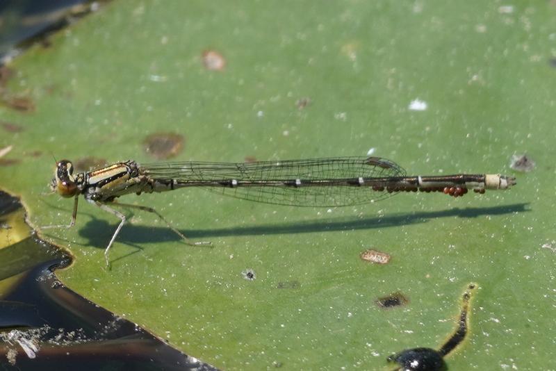 Photo of Orange Bluet