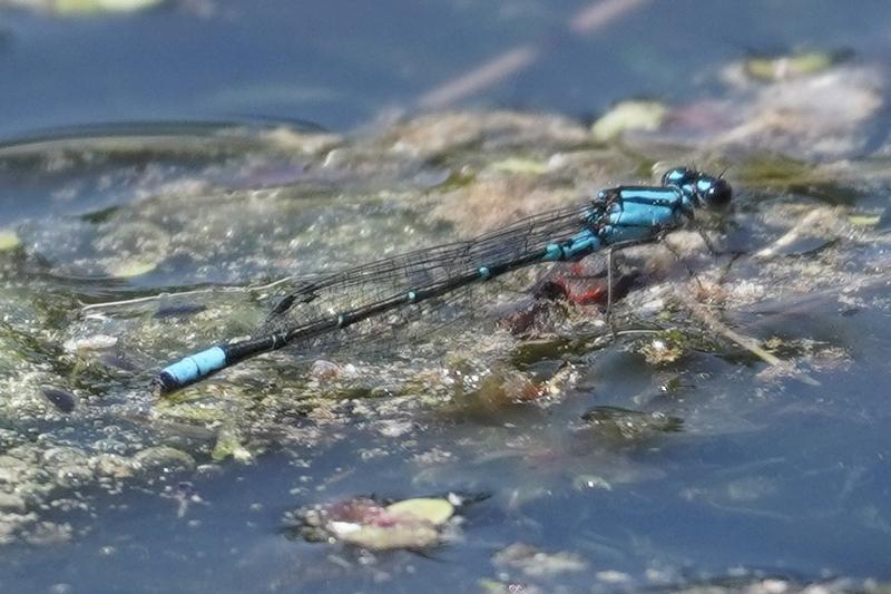 Photo of Skimming Bluet