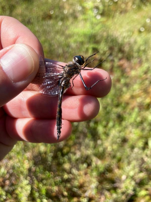 Photo of Spiny Baskettail