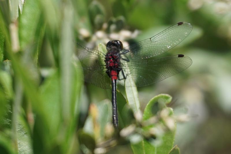 Photo of Crimson-ringed Whiteface