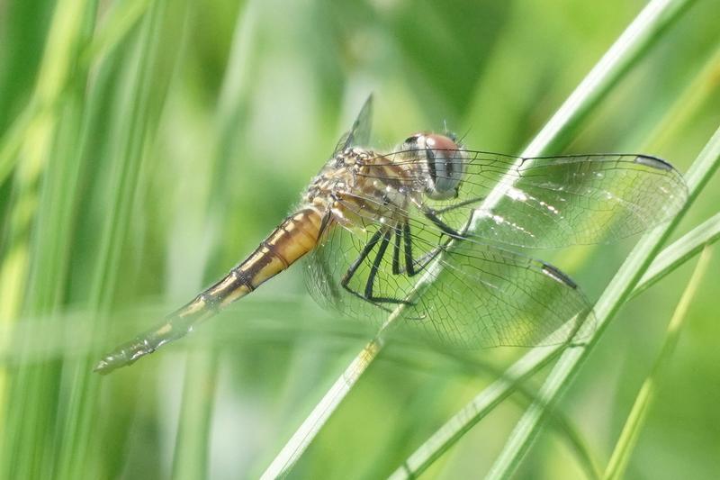 Photo of Blue Dasher