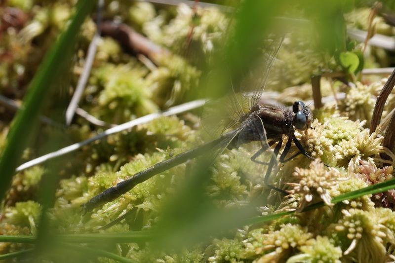 Photo of Ashy Clubtail