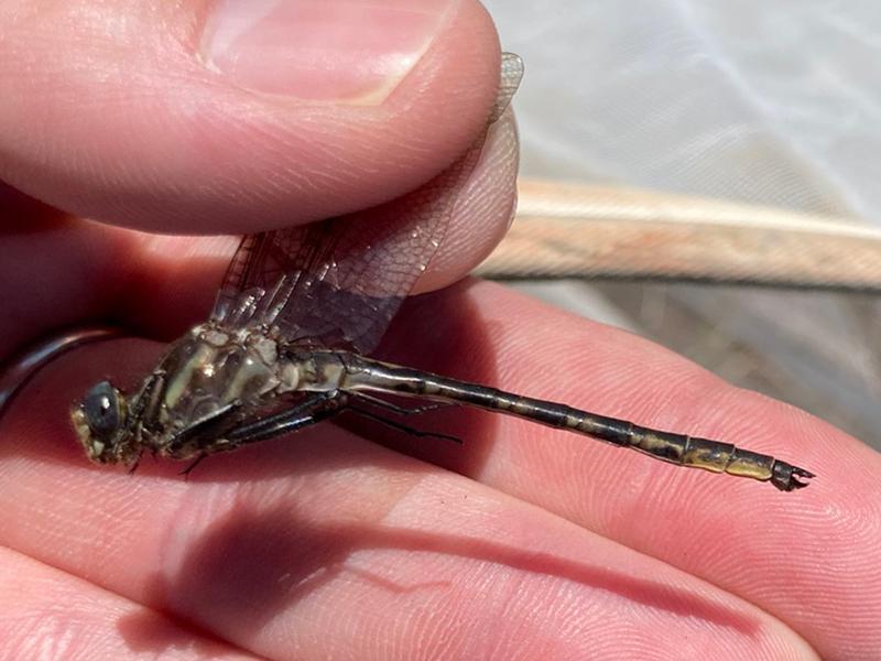 Photo of Dusky Clubtail