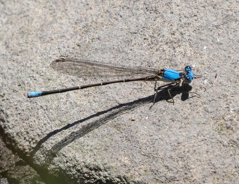 Photo of Blue-fronted Dancer