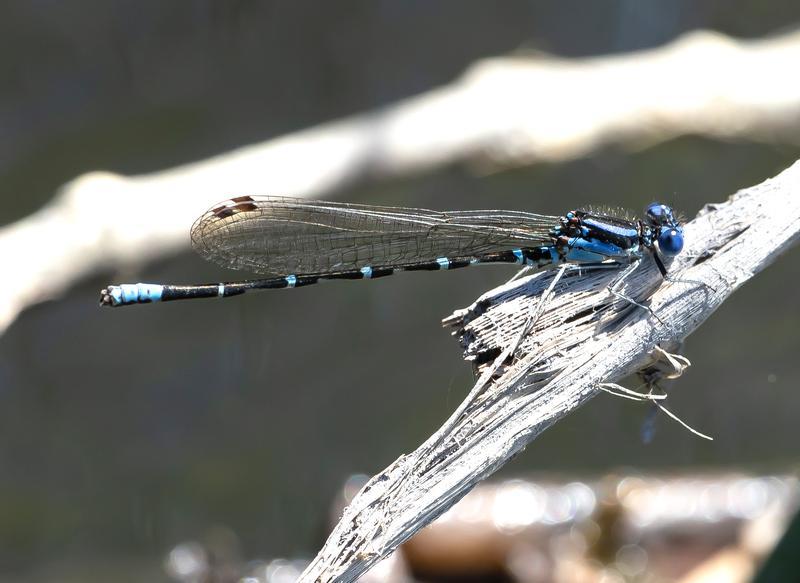 Photo of Blue-ringed Dancer