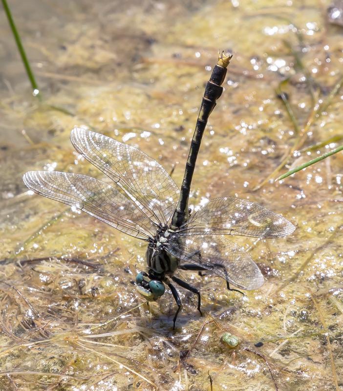 Photo of Unicorn Clubtail