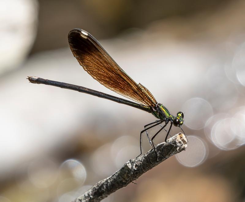 Photo of River Jewelwing