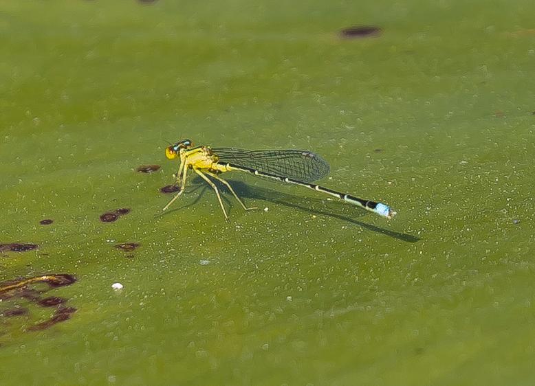 Photo of Vesper Bluet