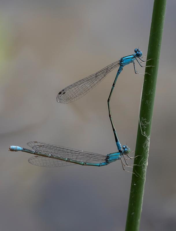 Photo of Slender Bluet