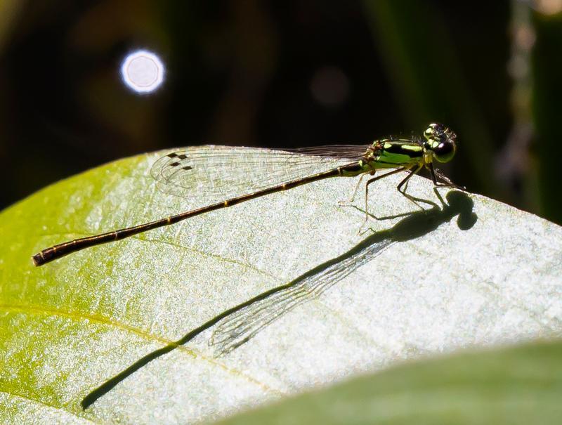 Photo of Fragile Forktail