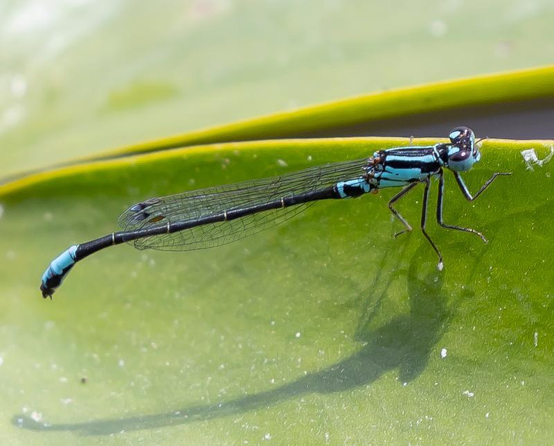 Photo of Lilypad Forktail