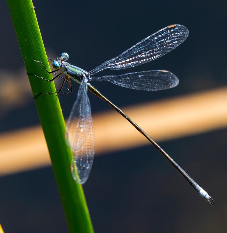 Photo of Swamp Spreadwing