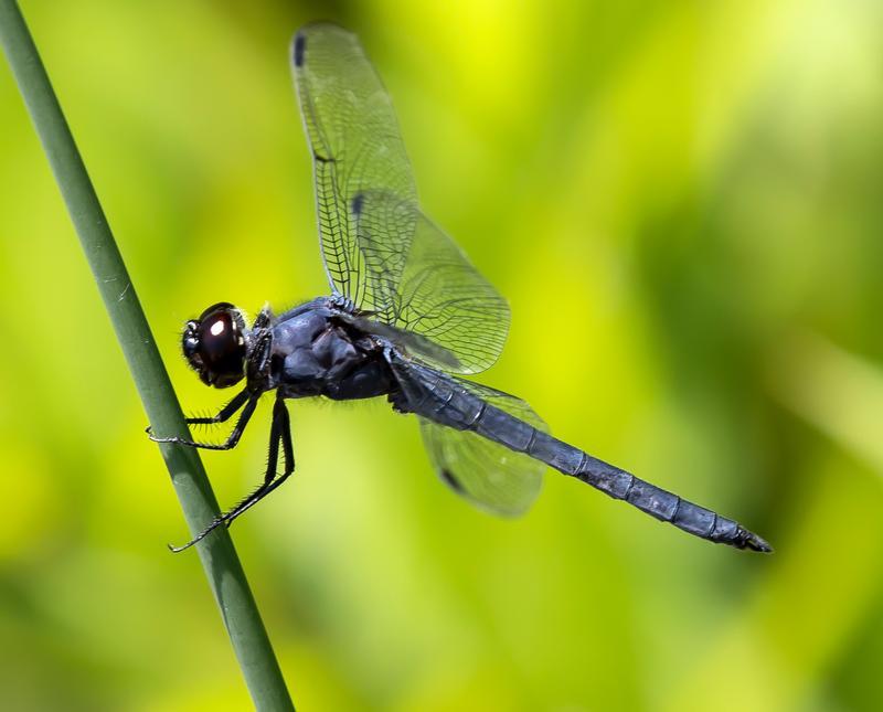 Photo of Slaty Skimmer