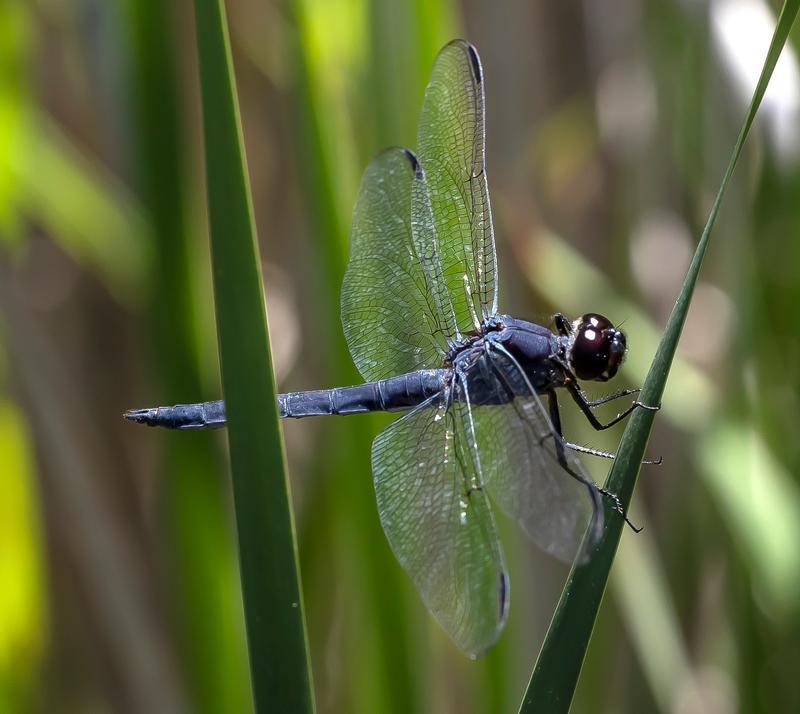 Photo of Slaty Skimmer