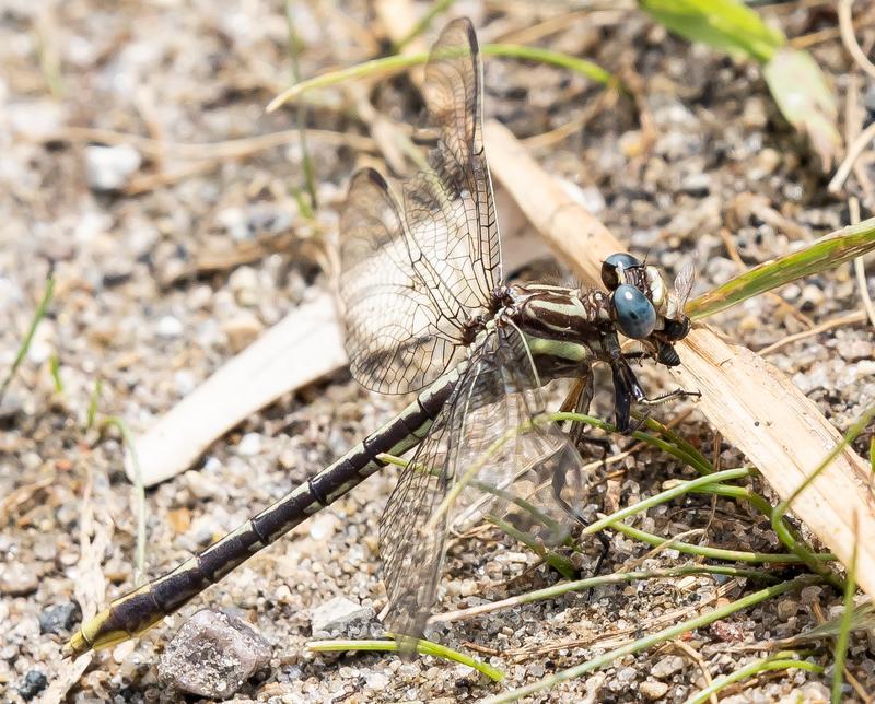 Photo of Lancet Clubtail