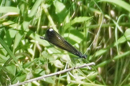 Photo of Ebony Jewelwing