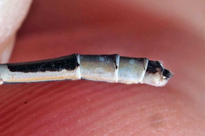 Photo of Tule Bluet
