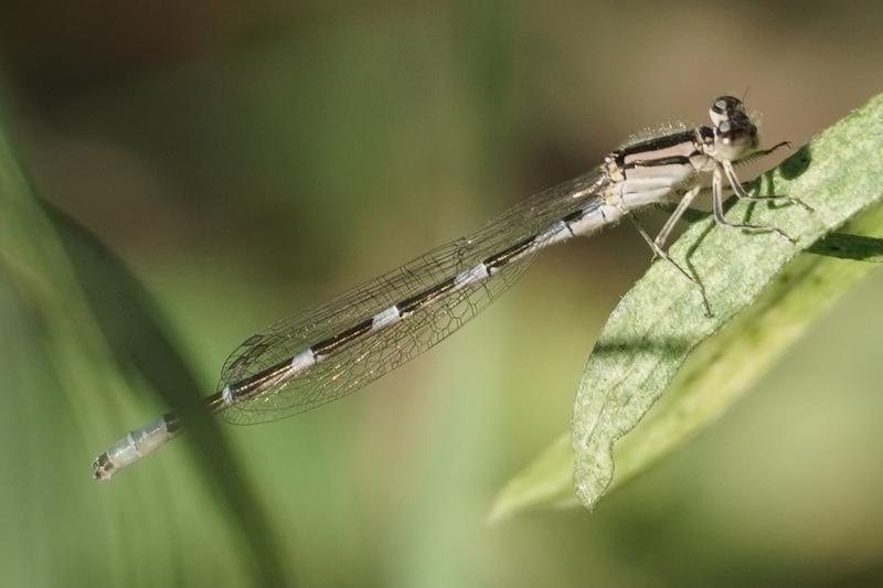 Photo of Tule Bluet