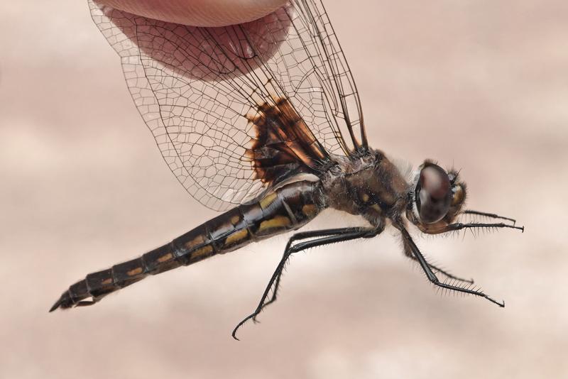 Photo of Common Baskettail