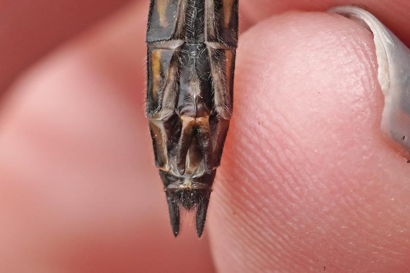 Photo of Common Baskettail