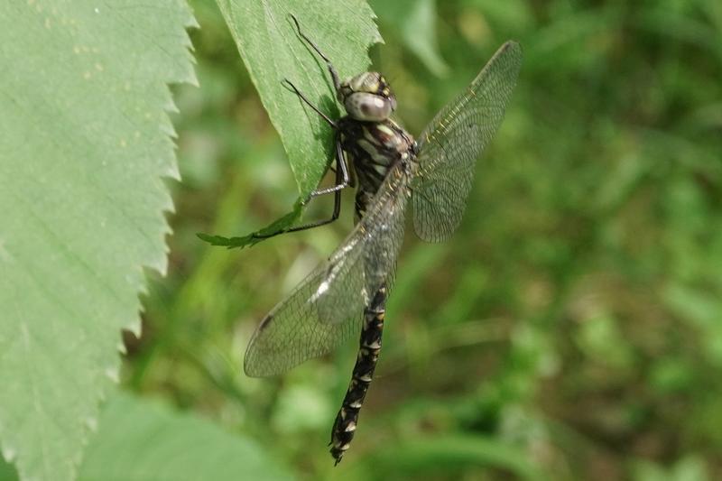 Photo of Harlequin Darner