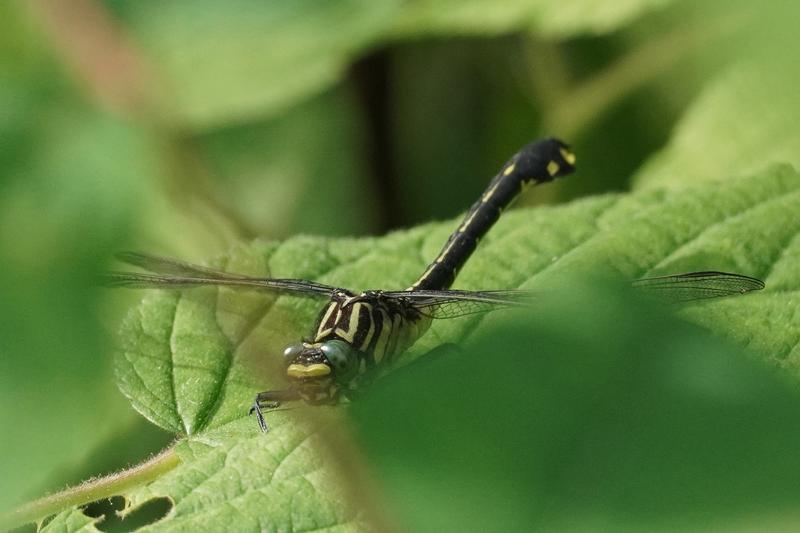 Photo of Cobra Clubtail