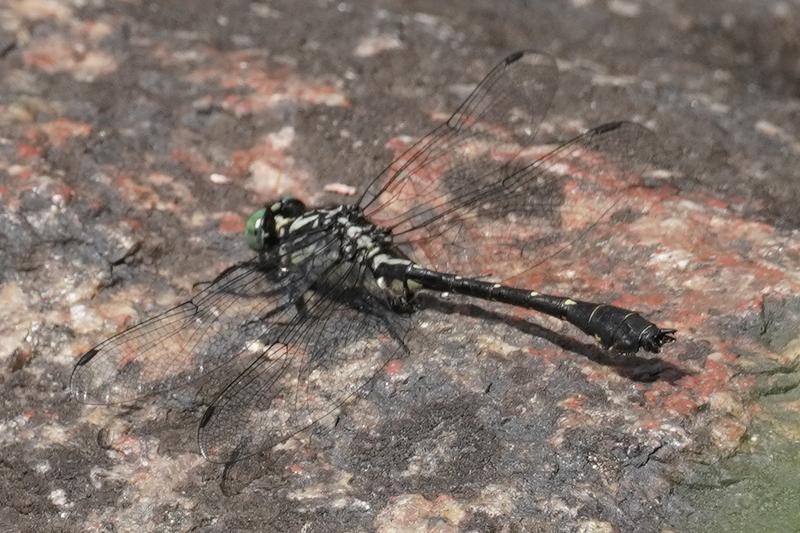 Photo of Green-faced Clubtail