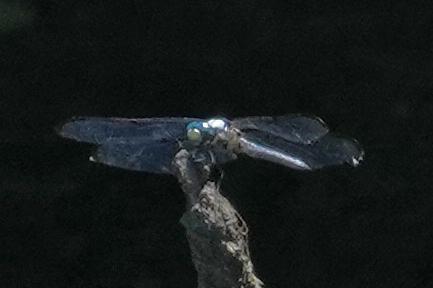 Photo of Great Blue Skimmer