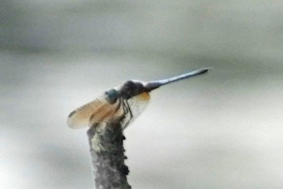 Photo of Blue Dasher