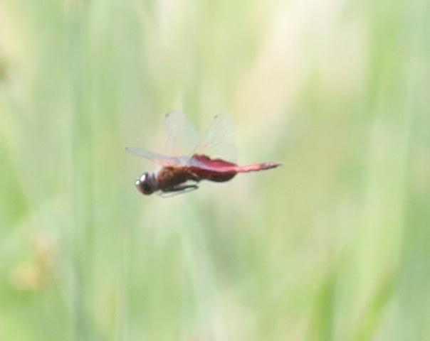 Photo of Carolina Saddlebags