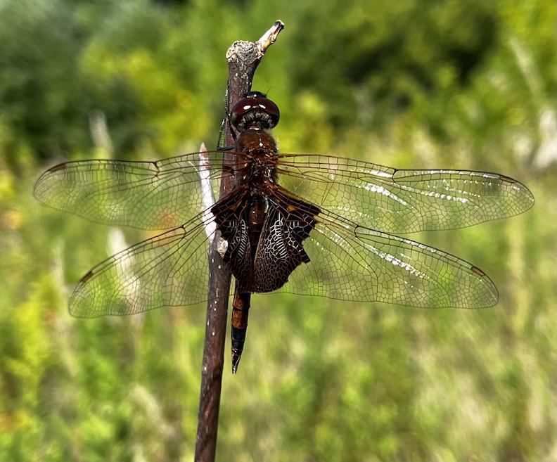 Photo of Carolina Saddlebags